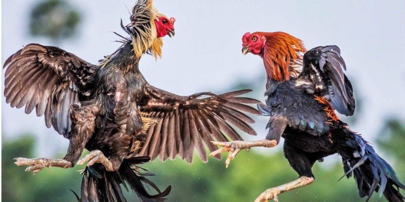 Đá gà trực tuyến là gì?