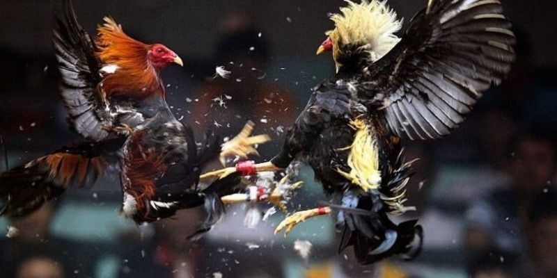 Vì sao nên tham gia cá cược đá gà tại sunwin?